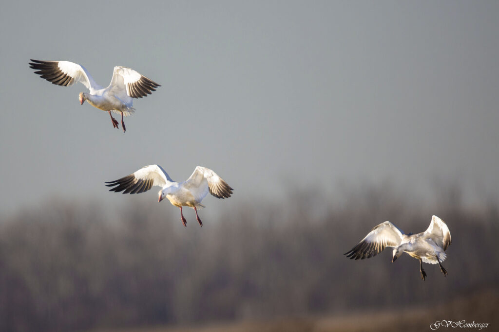 landing mature snow geese