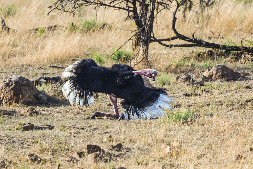 male ostrich (red head in mating season)