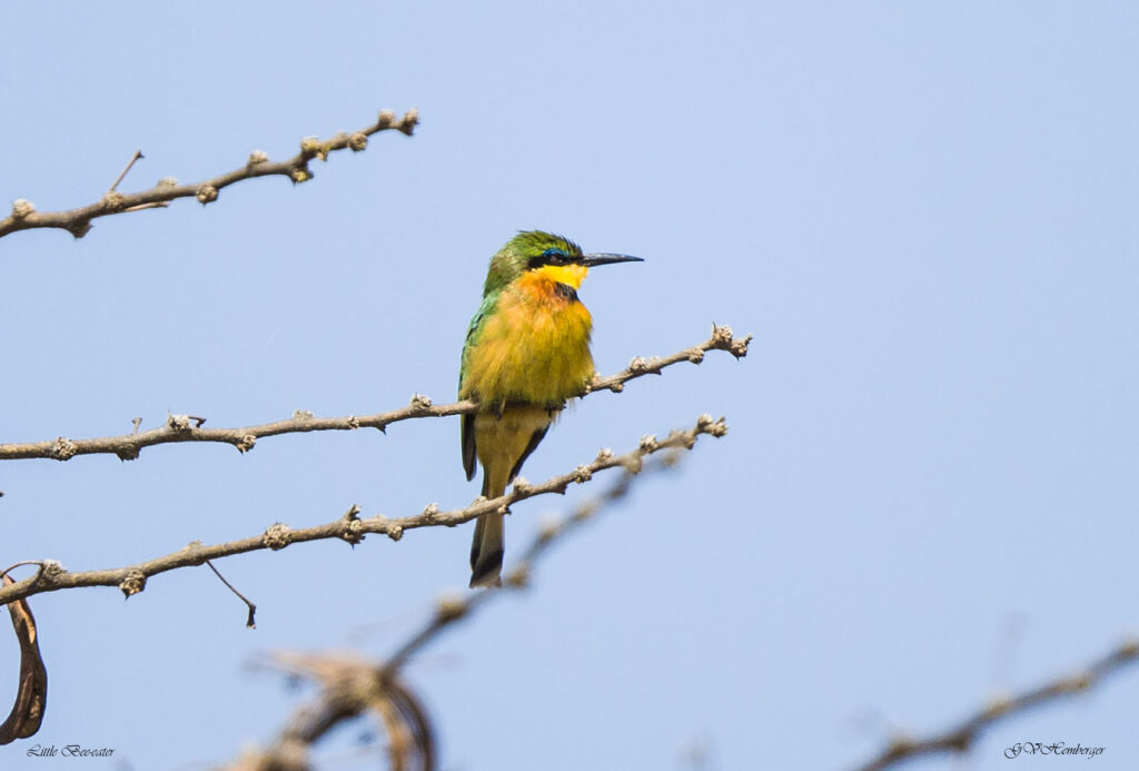 little bee eater.