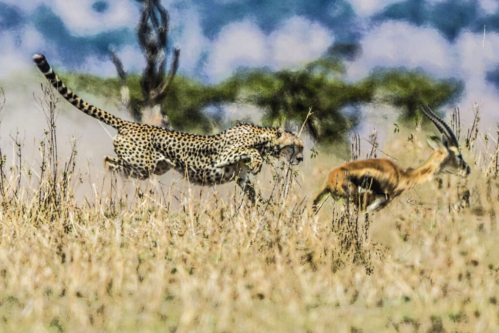 the quickness and speed of the cheetah is no match for the gazel