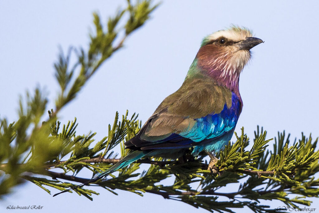 lilac breasted roller