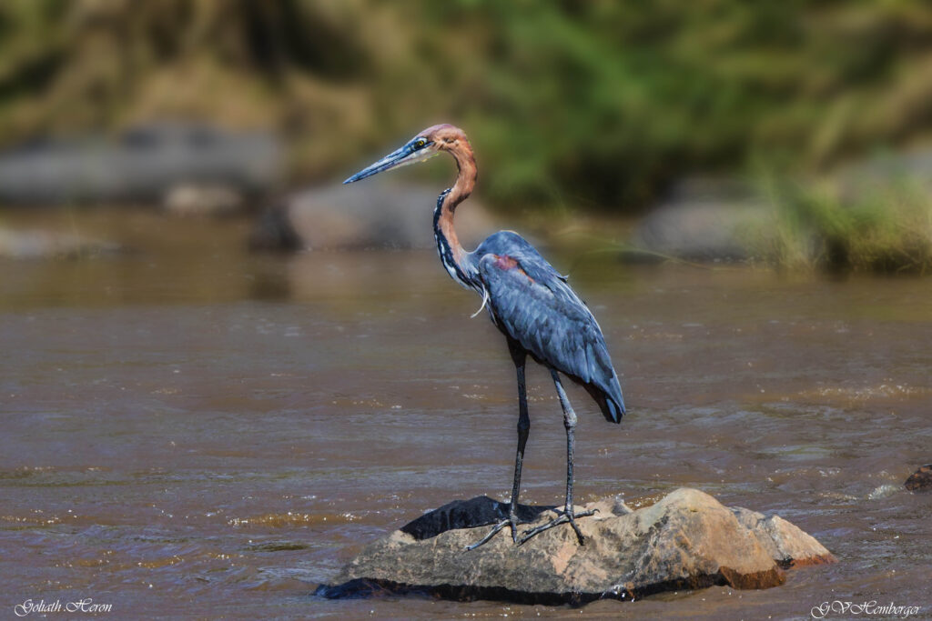 beautiful and largest of all herons. the goliath heron.