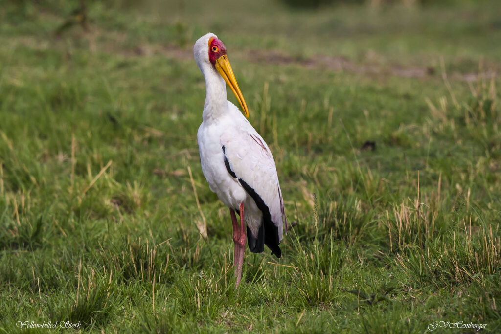 yellowed billed stork