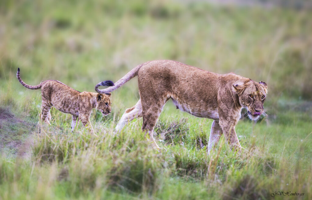 lioness and cub. mother presents herself as a warning to anythin