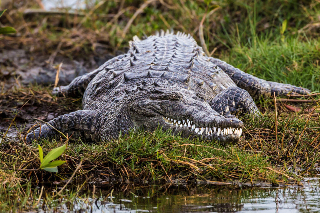 large gator