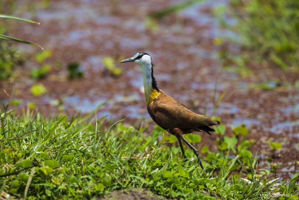 african jacana.