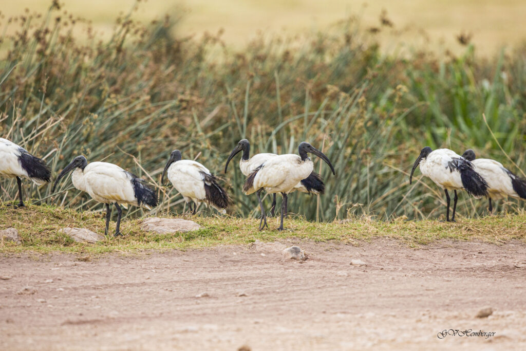 african sacred ibis