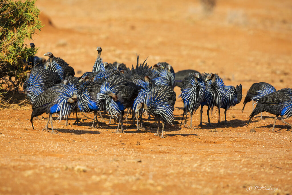 the vulture guinea.