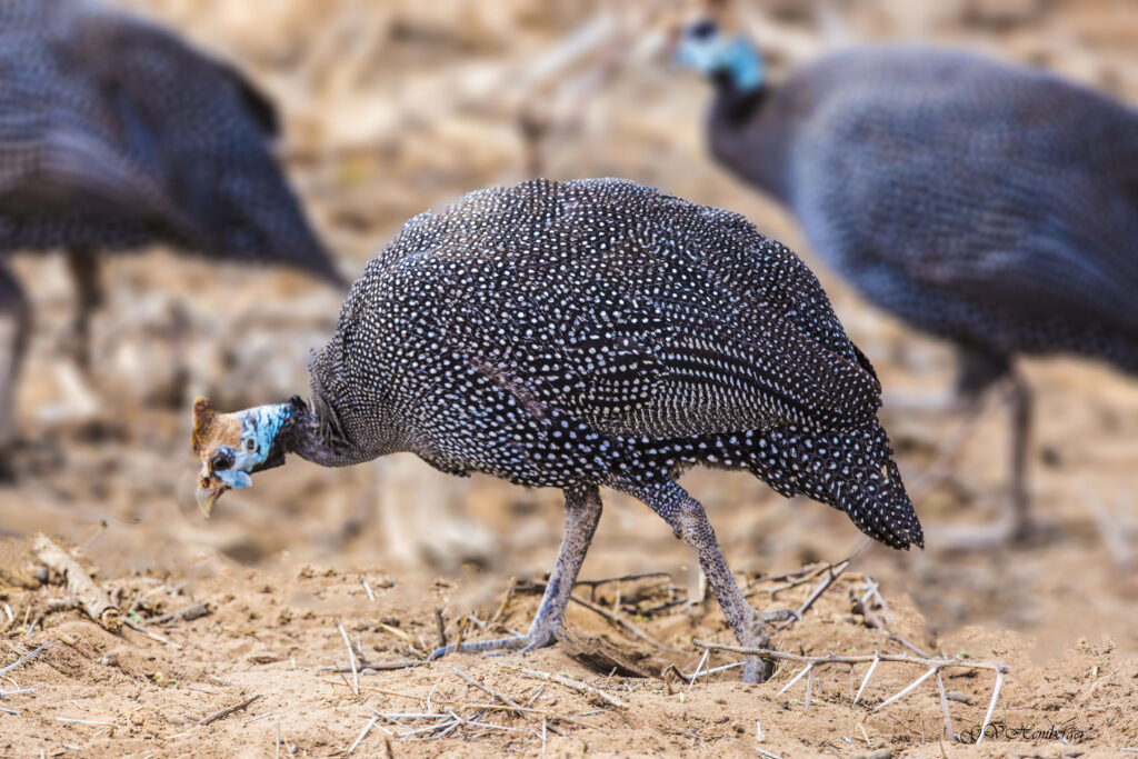 the africa guineafowl, sometimes called the helmeted guineafowl.