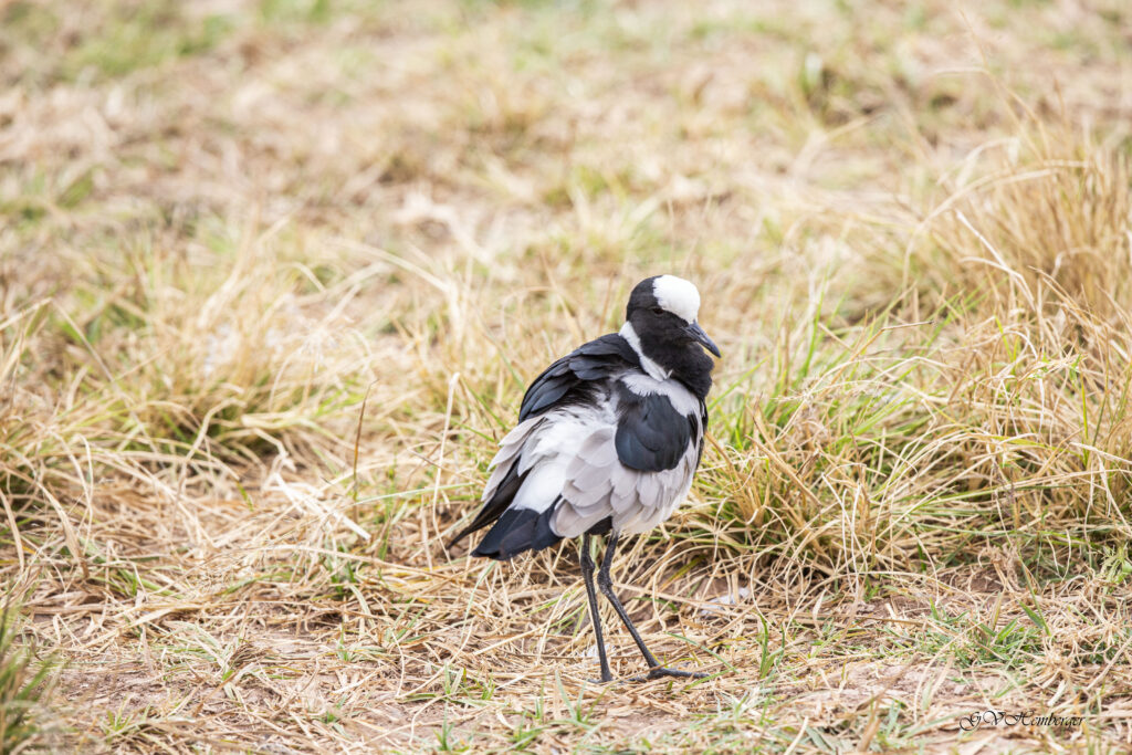 blacksmith lapwing