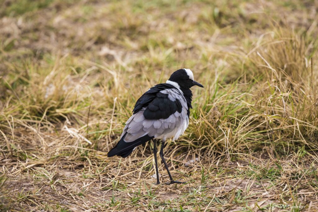 blacksmith plover