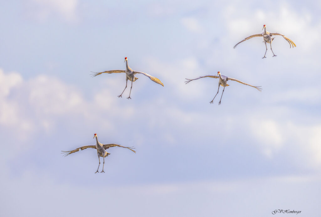 desending sandhill cranes