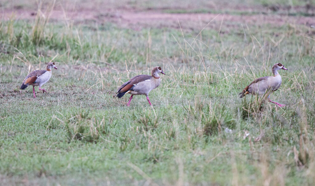 egyptian goose