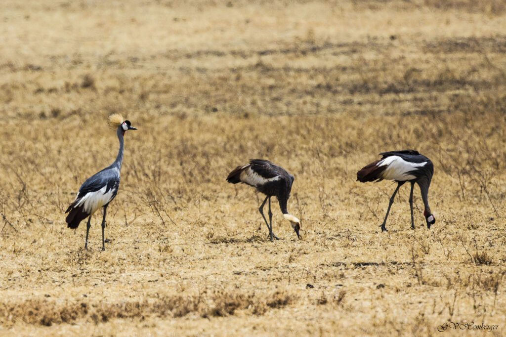 grey crowed crane