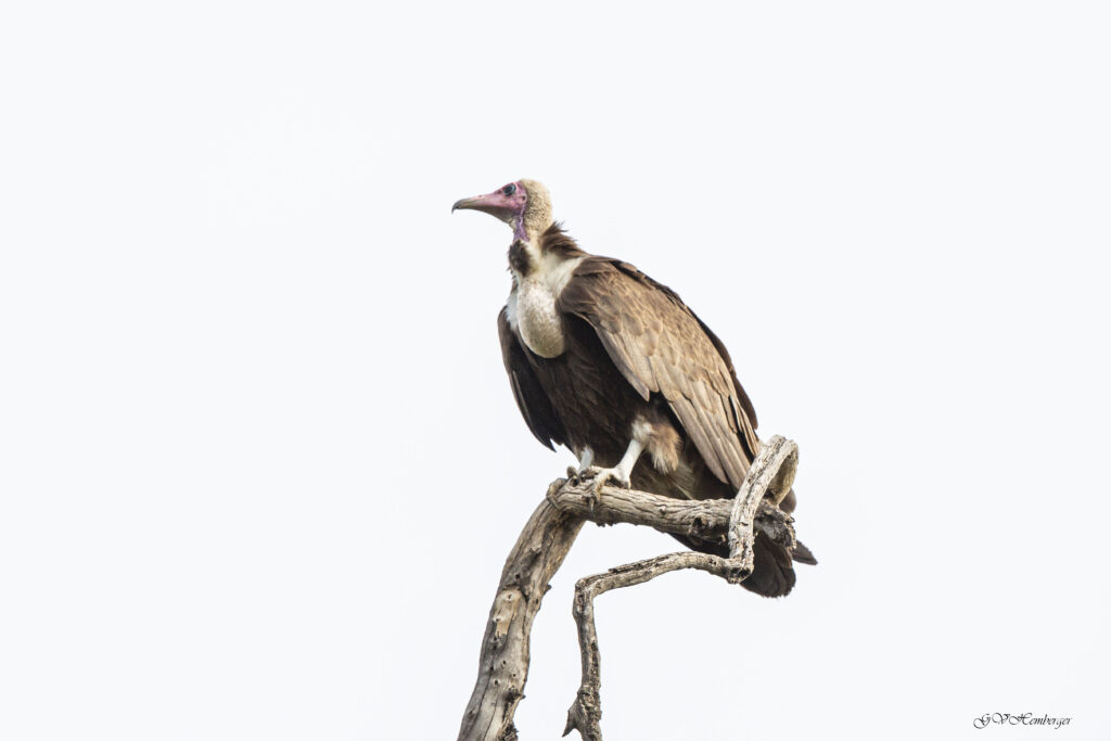 hooded vulture