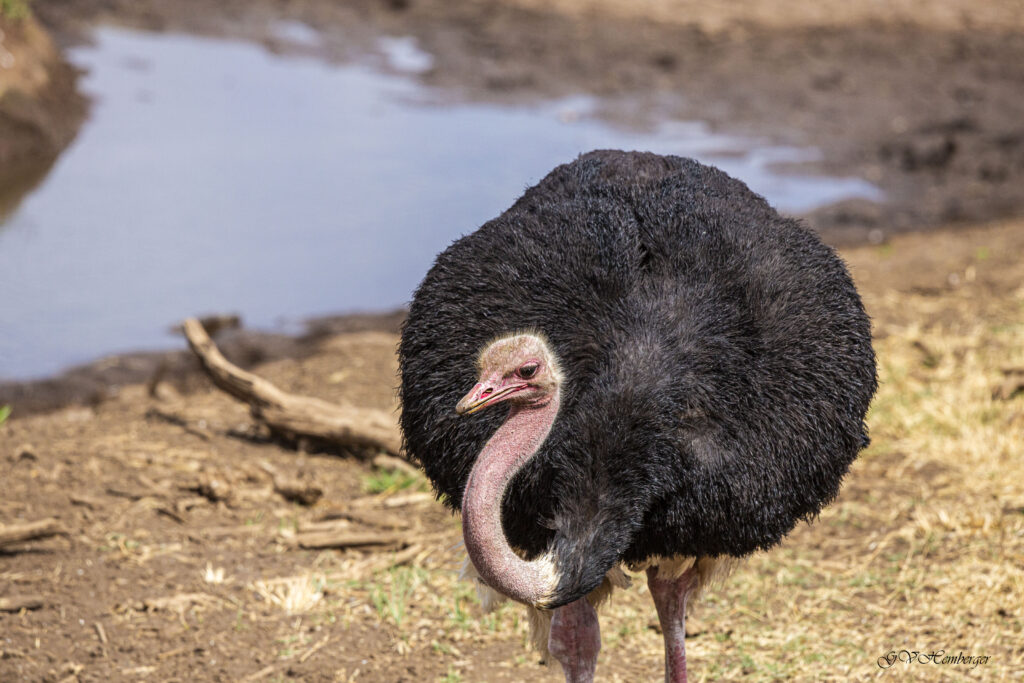 male ostrich 3