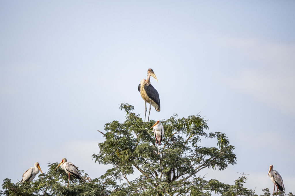 marabou stork and yellow billed stork