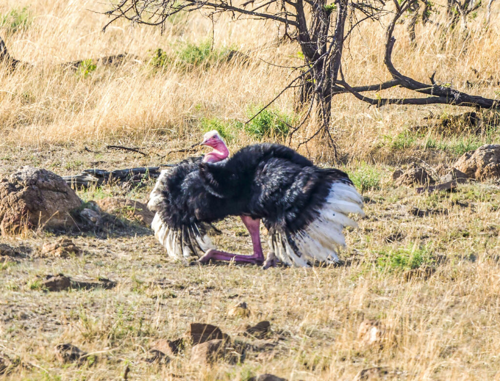 ostrich