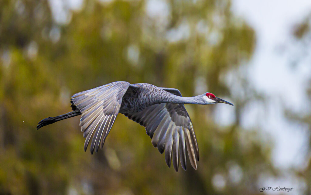 sandhill crane (2)