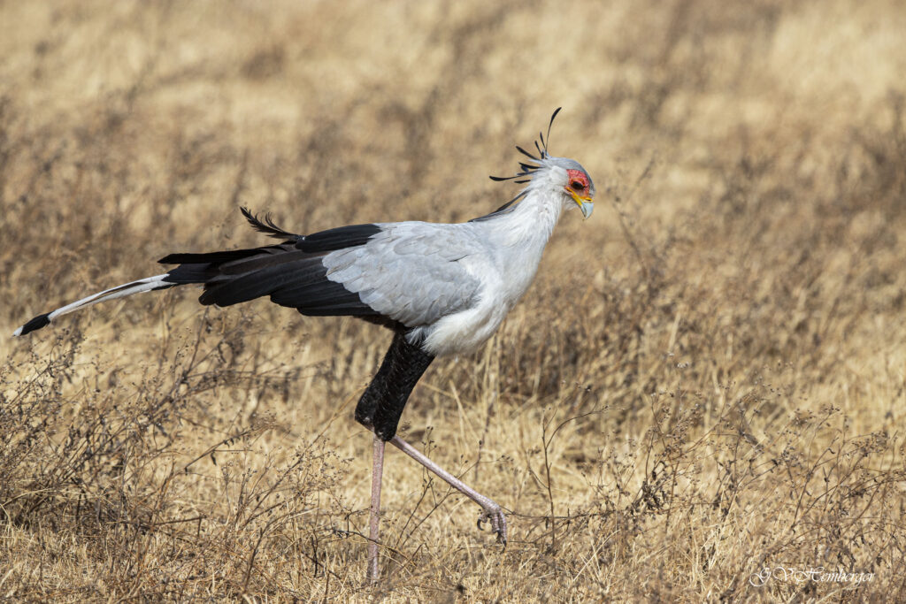 secretary bird