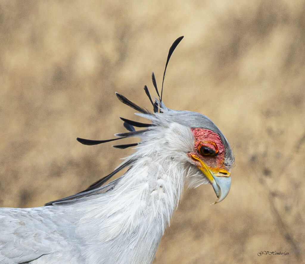 secretary bird 2