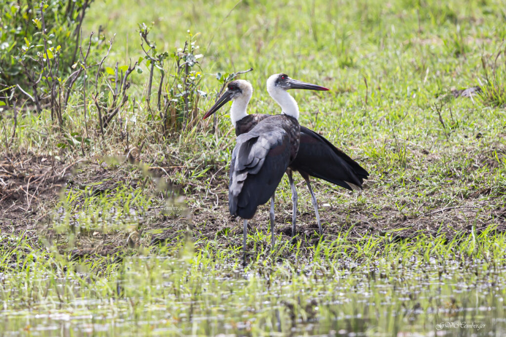 woolly necked stork